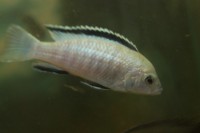 /album/fotogaljerjeja/nkata-bej-jpg/